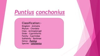 Puntius conchonius
Classification:-
Kingdom – Animalia
Phylum – Chordata
Class – Actinopterygii
Order – Cypriniforms
Family – Cyprinidae
Subfamily – Barbinae
Genus – Puntius
Species - conchonius
 