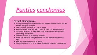 Puntius conchonius
Sexual Dimorphism:-
 During breeding season the male has a brighter pinkish colour and the
female is slightly plumper.
 These species grows up to 14cm in length.
 Females do not have any black colour in their fins while males do.
 They may weigh up to 340g when fully grown but can weigh much
less during adolescence.
 They are mature at 63.5mm (2.5inches).
 When the female is ready to spawn, she will appear swollen with
eggs.
 Eggs are usually deposited in groups.
 The young hatch in 24 to 36 hours, depending on water temperature.
 