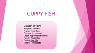 GUPPY FISH
Classification:-
Kingdom- Animalia
Phylum- Chordata
Class- Actinopterygii
Order- Cyprinodontiformes
Family- Poecilidae
Genus- Poecilia
Species- reticulata
 