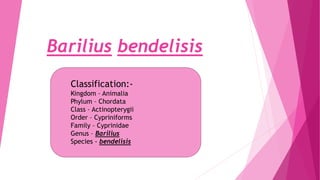 Barilius bendelisis
Classification:-
Kingdom – Animalia
Phylum – Chordata
Class – Actinopterygii
Order – Cypriniforms
Family – Cyprinidae
Genus – Barilius
Species - bendelisis
 