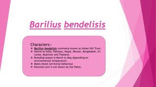 Barilius bendelisis
Characters:-
 Barilius bendelisis commonly known as Indian Hill Trout.
 Native to India, Pakistan, Nepal, Bhutan, Bangladesh, Sri
Lanka, Myanmar and Thailand.
 Breeding season is March to May depending on
environmental temperature.
 Males shows territorial behaviour.
 Parental care is not shown by the fishes.
 
