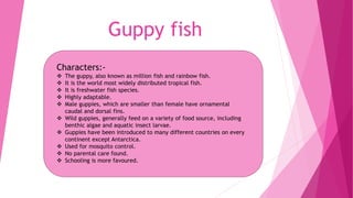 Guppy fish
Characters:-
 The guppy, also known as million fish and rainbow fish.
 It is the world most widely distributed tropical fish.
 It is freshwater fish species.
 Highly adaptable.
 Male guppies, which are smaller than female have ornamental
caudal and dorsal fins.
 Wild guppies, generally feed on a variety of food source, including
benthic algae and aquatic insect larvae.
 Guppies have been introduced to many different countries on every
continent except Antarctica.
 Used for mosquito control.
 No parental care found.
 Schooling is more favoured.
 