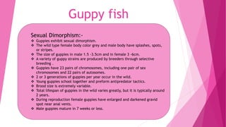 Guppy fish
Sexual Dimorphism:-
 Guppies exhibit sexual dimorphism.
 The wild type female body color grey and male body have splashes, spots,
or stripes.
 The size of guppies in male 1.5 -3.5cm and in female 3 -6cm.
 A variety of guppy strains are produced by breeders through selective
breeding .
 Guppies have 23 pairs of chromosomes, including one pair of sex
chromosomes and 22 pairs of autosomes.
 2 or 3 generations of guppies per year occur in the wild.
 Young guppies school together and preform antipredator tactics.
 Brood size is extremely variable.
 Total lifespan of guppies in the wild varies greatly, but it is typically around
2 years.
 During reproduction female guppies have enlarged and darkened gravid
spot near anal vents.
 Male guppies mature in 7 weeks or less.
 
