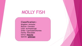 MOLLY FISH
Classification:-
Kingdom- Animalia
Phylum- Chordata
Class- Actinopterygii
Order- Cyprinodontiformes
Family- Poecilidae
Genus- Poecilia
Species- sphenops
 