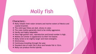 Molly fish
Characters:-
 Molly inhabit fresh water streams and marine waters of Mexico and
coastal brackish.
 The wild-type fishes are dull, silvery in color.
 The male mollies generally tend to be mildly aggressive.
 Hardly and highly adaptable.
 Have high growth rate, reproduction and brood number is high.
 Mollies are similar in appearance to their live bearer.
 Molly tends to be slightly larger and more energetic.
 Omnivorous.
 Continuous breeding through the year.
 Standard size of male fish is 8cm and female fish is 12cm.
 Molly can produce fertile hybrids.
 