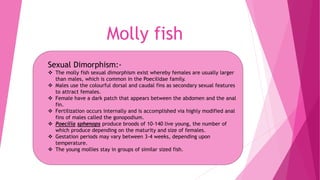 Molly fish
Sexual Dimorphism:-
 The molly fish sexual dimorphism exist whereby females are usually larger
than males, which is common in the Poecilidae family.
 Males use the colourful dorsal and caudal fins as secondary sexual features
to attract females.
 Female have a dark patch that appears between the abdomen and the anal
fin.
 Fertilization occurs internally and is accomplished via highly modified anal
fins of males called the gonopodium.
 Poecilia sphenops produce broods of 10-140 live young, the number of
which produce depending on the maturity and size of females.
 Gestation periods may vary between 3-4 weeks, depending upon
temperature.
 The young mollies stay in groups of similar sized fish.
 
