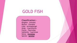 GOLD FISH
Classification:-
Kingdom – Animalia
Phylum – Chordata
Class – Actinopterygii
Order – Cypriniforms
Family – Cyprinidae
Subfamily – Cyprininae
Genus – Carassius
Species - auratus
 