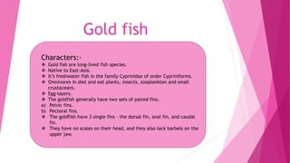 Gold fish
Characters:-
 Gold fish are long-lived fish species.
 Native to East-Asia.
 It’s freshwater fish in the family Cyprinidae of order Cypriniforms.
 Omnivores in diet and eat plants, insects, zooplankton and small
crustaceans.
 Egg-layers.
 The goldfish generally have two sets of paired fins.
a) Pelvic fins.
b) Pectoral fins.
 The goldfish have 3 single fins – the dorsal fin, anal fin, and caudal
fin.
 They have no scales on their head, and they also lack barbels on the
upper jaw.
 