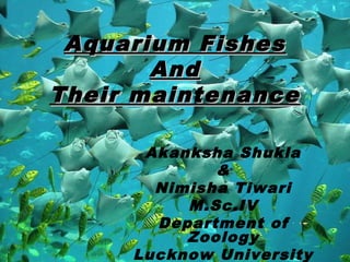 Aquarium FishesAquarium Fishes
AndAnd
Their maintenanceTheir maintenance
Akanksha Shukla
&
Nimisha Tiwari
M.Sc.IV
Department of
Zoology
Lucknow University
 