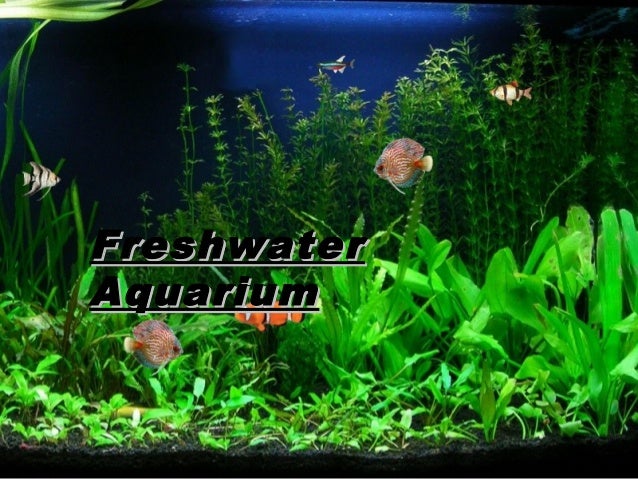 aquarium-fishes-ppt
