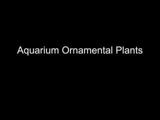 Aquarium Ornamental Plants 