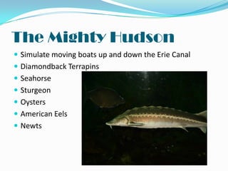 The Mighty Hudson
 Simulate moving boats up and down the Erie Canal
 Diamondback Terrapins
 Seahorse
 Sturgeon

 Oysters
 American Eels
 Newts

 
