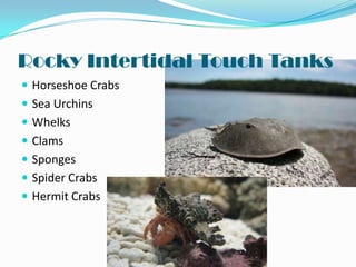 Rocky Intertidal Touch Tanks
 Horseshoe Crabs
 Sea Urchins
 Whelks
 Clams

 Sponges
 Spider Crabs
 Hermit Crabs

 