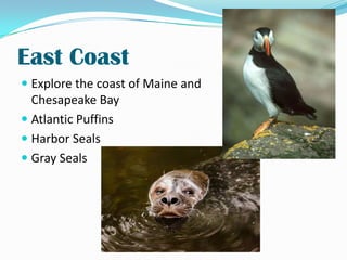 East Coast
 Explore the coast of Maine and
Chesapeake Bay
 Atlantic Puffins
 Harbor Seals
 Gray Seals

 
