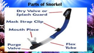 Parts of Snorkel
 