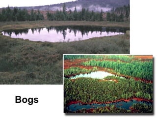 Bogs 