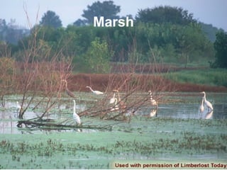 Marsh 