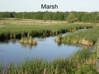 Marsh 