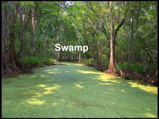 Swamp 