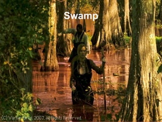 Swamp 