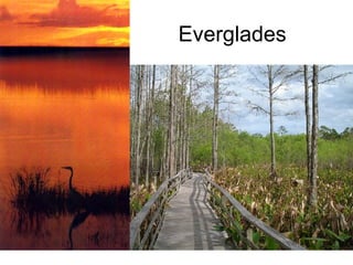 Everglades 