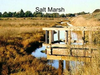 Salt Marsh 