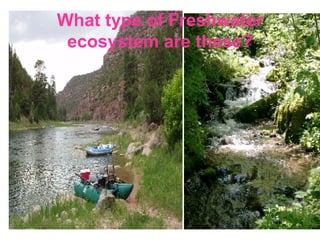 What type of Freshwater ecosystem are these? 