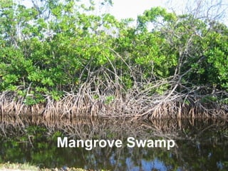 Mangrove Swamp 