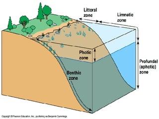 Zones of Marine ecosystems 2 Main Divisions Based on Light Photic 200 m photosynthesis Aphotic Permanent darkness chemosynthesis Depth/Distance Divisions Intertidal Zone Rocky zonation Coastal Ocean Low tide mark to outer edge of continental shelf Open Ocean Edge of continental shelf and outward 500m to 11000m Largest division Benthic Zone Ocean floor Attached organisms… 