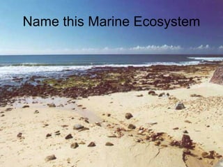 Name this Marine Ecosystem 