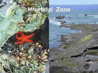 Intertidal  Zone 