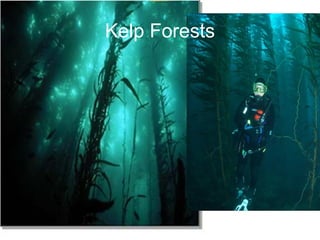 Kelp Forests 