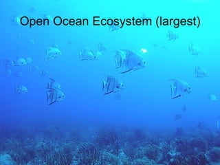 Open Ocean Ecosystem (largest) 