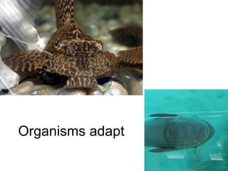 Organisms adapt 