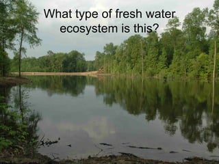 What type of fresh water ecosystem is this? 
