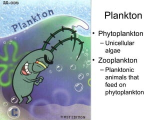 Plankton Phytoplankton Unicellular algae Zooplankton Planktonic animals that feed on phytoplankton 