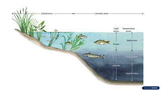 Comprehensive Overview of Aquatic Ecosystems: Types, Characteristics ...