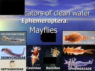 Indicators of clean water Ephemeroptera : Baetidae Caenidae SIPHLONURIDAE HEPTAGENIIDAE Baetiscidae EPHEMERIADE ISONYCHIIDAE POLYMITARCYIDAE Mayflies 