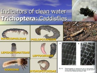 Indicators of clean water Trichoptera : Caddisflies HYDROPSYCHIDAE LEPTOCERIDAE LEPIDOSTOMATIDAE GOERIDAE PHILOPOTAMIDAE RHYACOPHILIDAE 