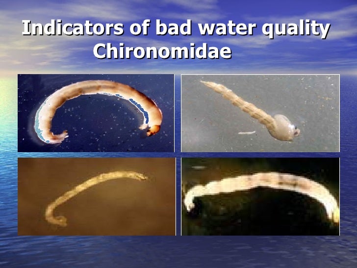 Aquatic Insects As Water Quality Indecators