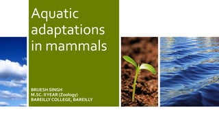 Aquatic
adaptations
in mammals
BRIJESH SINGH
M.SC. IIYEAR (Zoology)
BAREILLYCOLLEGE, BAREILLY
 