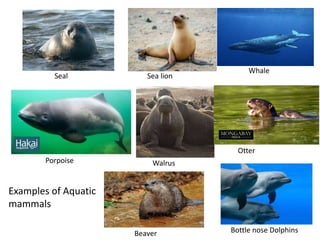 Aquatic adaptations of mammals | PPT
