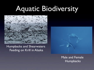 Aquatic Biodiversity



Humpbacks and Shearwaters
 Feeding on Krill in Alaska

                              Male and Female
                                Humpbacks
 