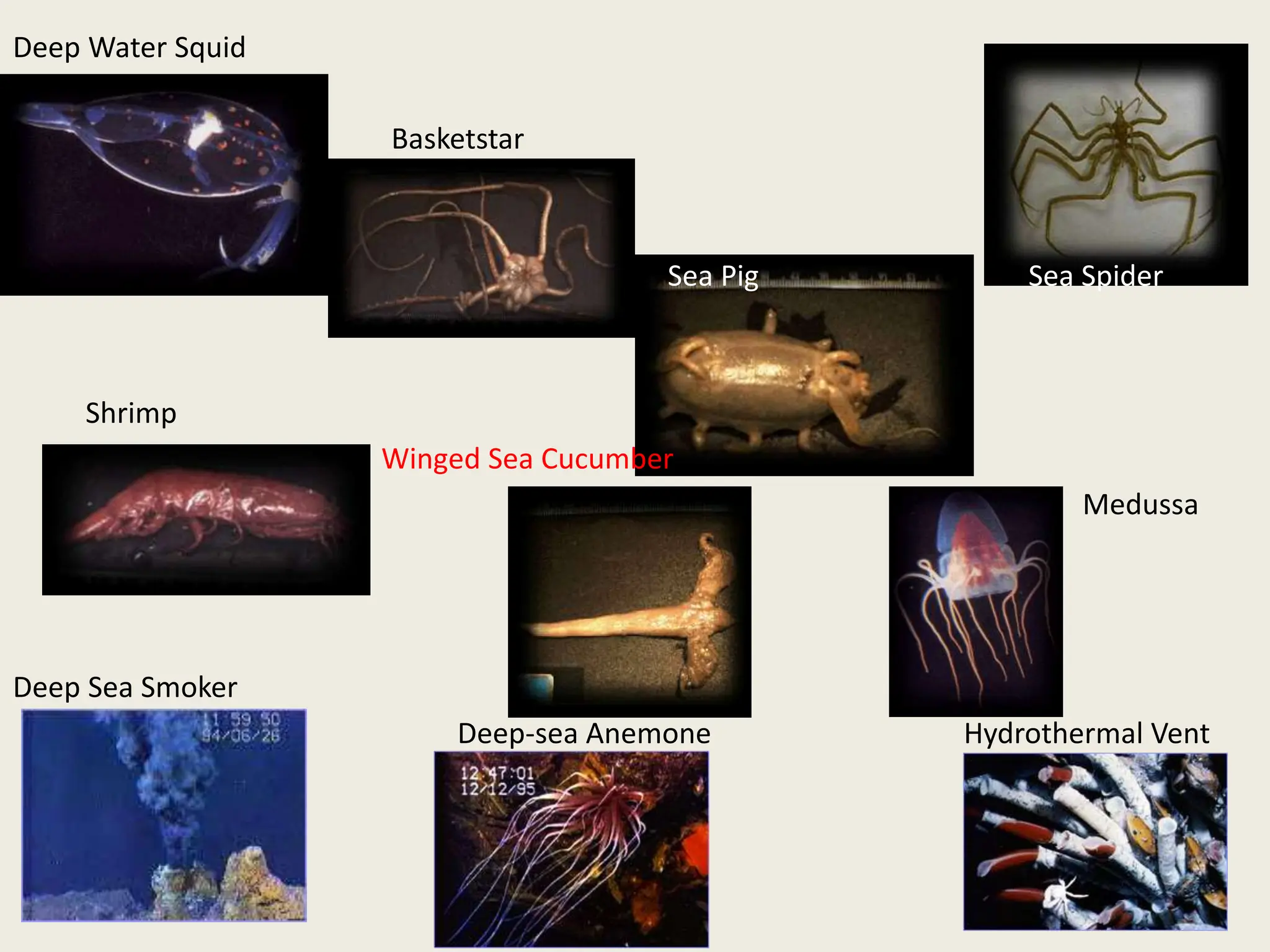 Deep Water Squid
Basketstar
Sea Pig Sea Spider
Shrimp
Winged Sea Cucumber
Medussa
Deep Sea Smoker
Deep-sea Anemone Hydrothermal Vent
 