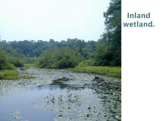 Inland
wetland.
 