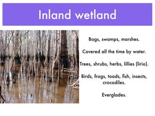 Inland wetland
           Bogs, swamps, marshes.

        Covered all the time by water.

       Trees, shrubs, herbs, lillies (lirio).

       Birds, frogs, toads, ﬁsh, insects,
                  crocodiles.

                   Everglades.
 