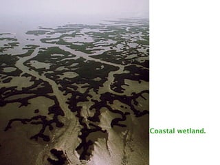 Coastal wetland.
 
