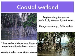Coastal wetland
                                           Regions along the seacost
                                       periodically covered by salt water.

                                       Mangrove swamps, Salt marshes.




Fishes, crabs, shrimps, mudskippers,
  amphibians, toads, birds, insects.

Woody shrubs, trees, vines, mosses.
 