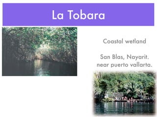 La Tobara

         Coastal wetland

        San Blas, Nayarit.
       near puerto vallarta.
 
