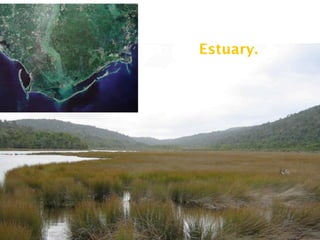 Estuary.
 
